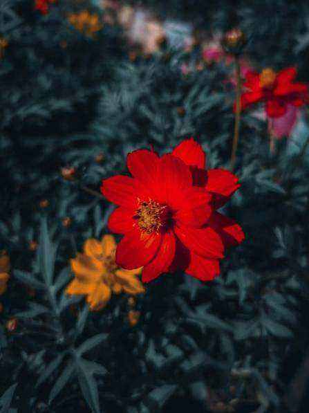 Galerie: Rosen 1